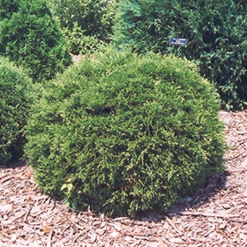 Hetz Midget Arborvitae #2 gallon pot - 8-10" spread
