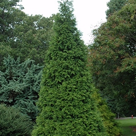 Green Giant Arborvitae #3 gallon pot