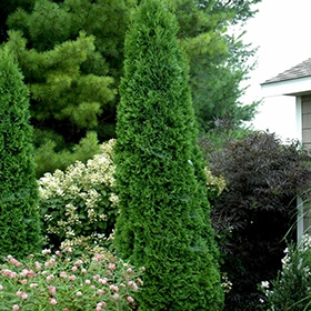 North Pole Arborvitae #1.5 gallon pot - Proven Winners