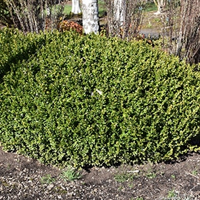 Winter Gem Boxwood #5 gallon pot - 15" spread