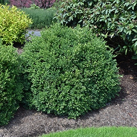 Green Velvet Boxwood #2 gallon pot